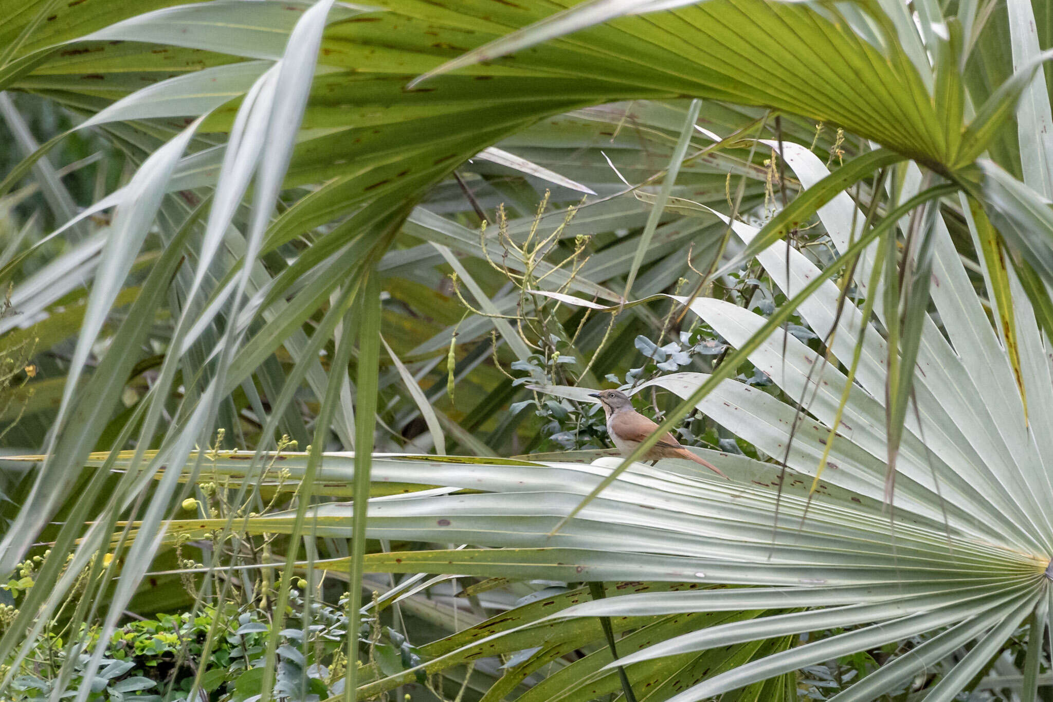 Image of Collared Palm Thrush