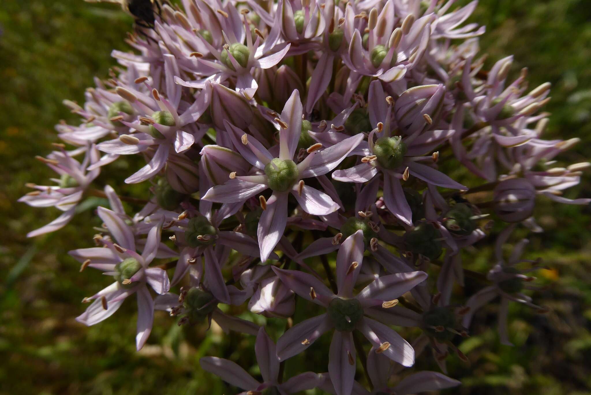 Image of black garlic