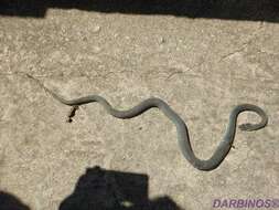 Image of Eastern Montpellier Snake