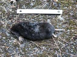 Image of Townsend's Mole