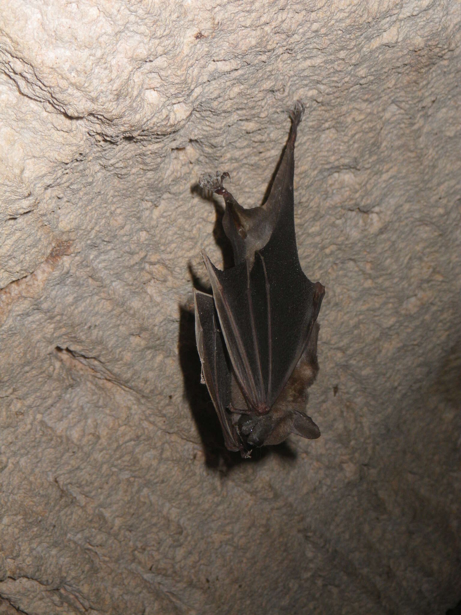 Image of Cuban Fruit-eating Bat