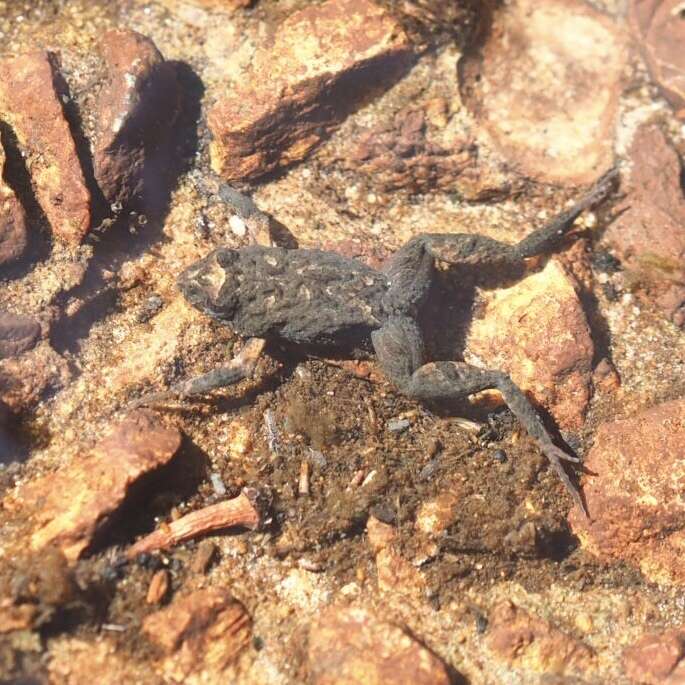 Image of Brown Froglet