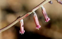 Image of Adromischus umbraticola C. A. Smith