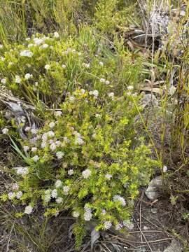 Image de Agathosma virgata (Lam.) Bartl. & Wendl. fil.