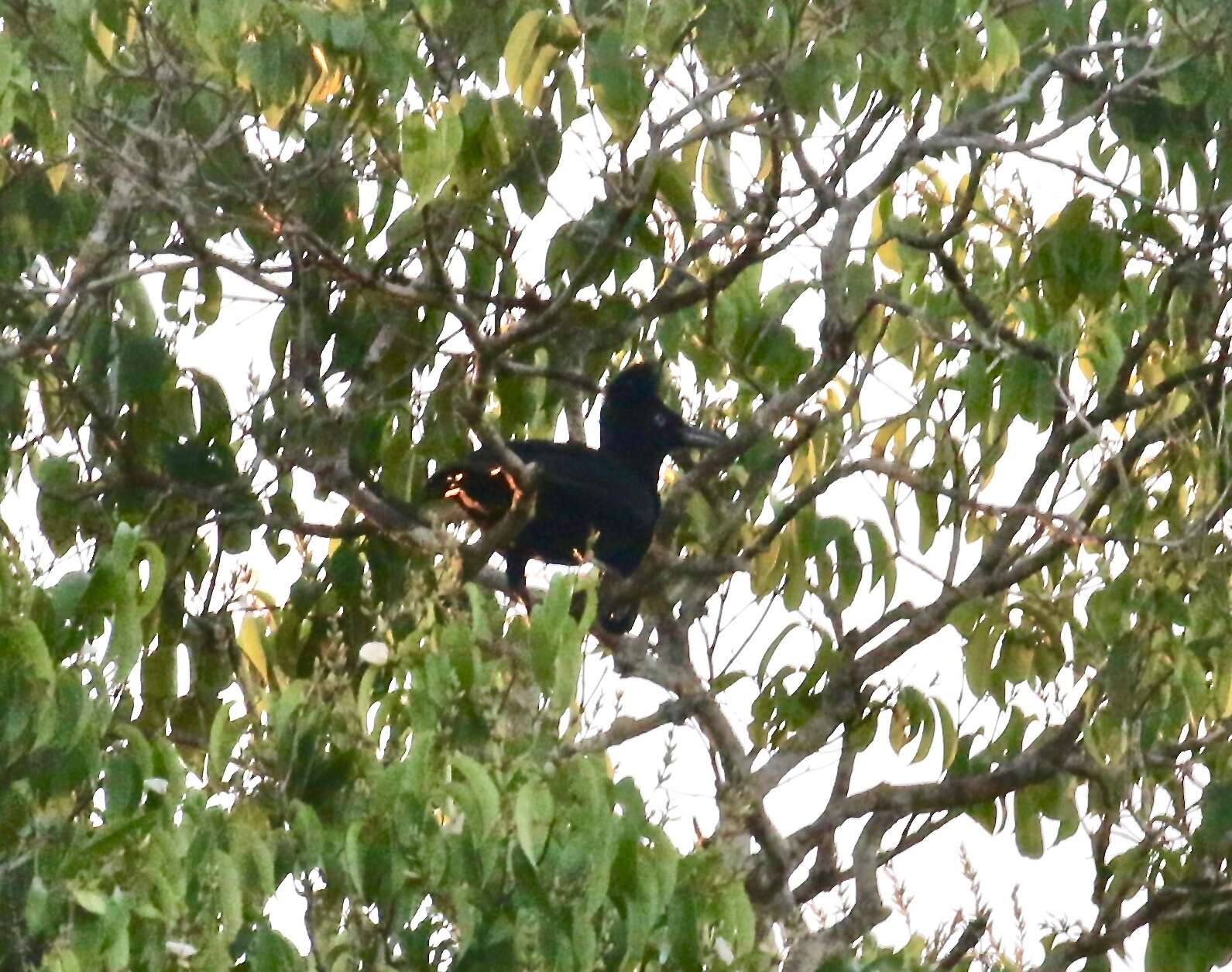 Image of umbrellabird