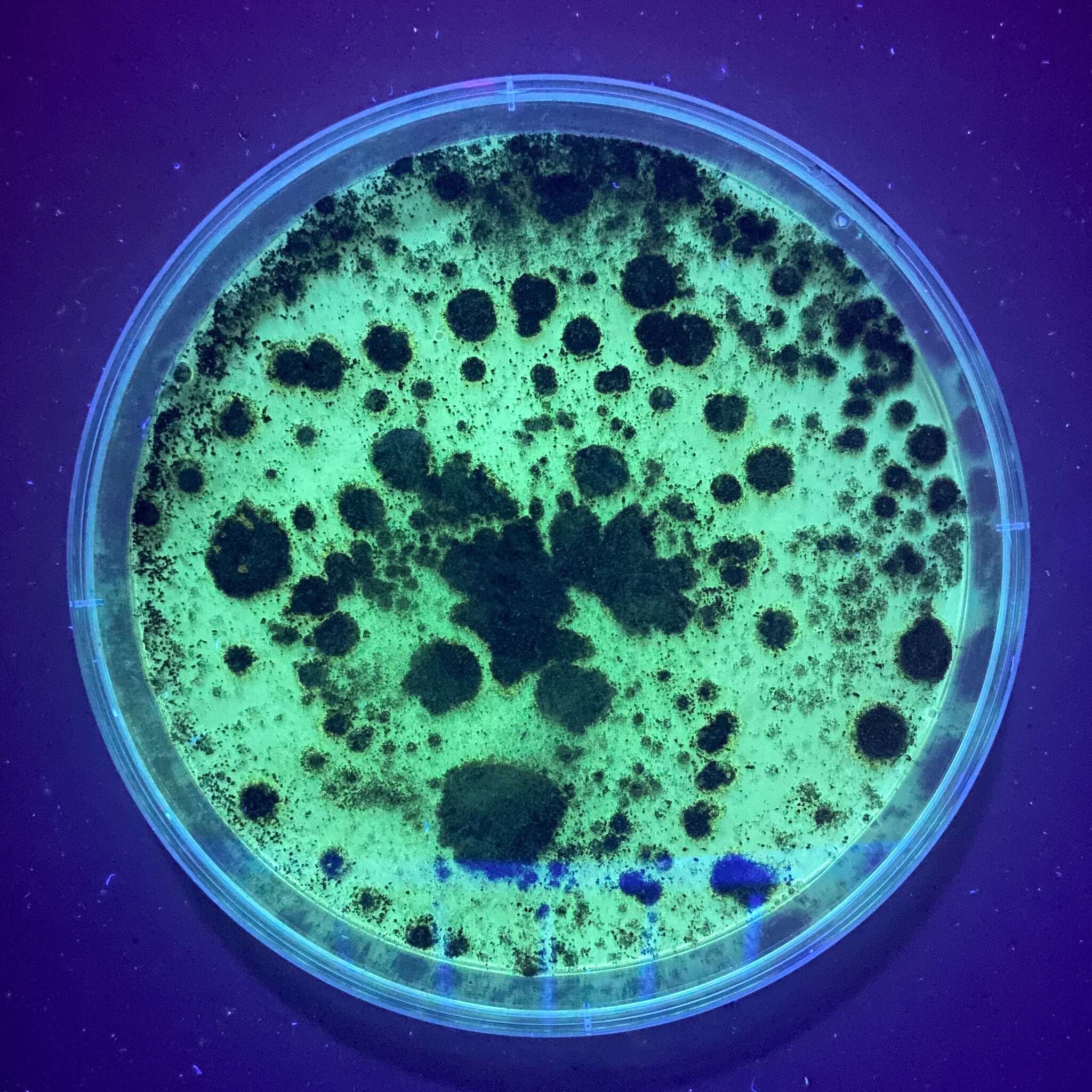 Plancia ëd Penicillium brevicompactum Dierckx 1901