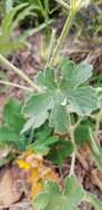 Image of Mogollon geranium