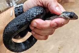 Image of (Western) Black Tree Snake