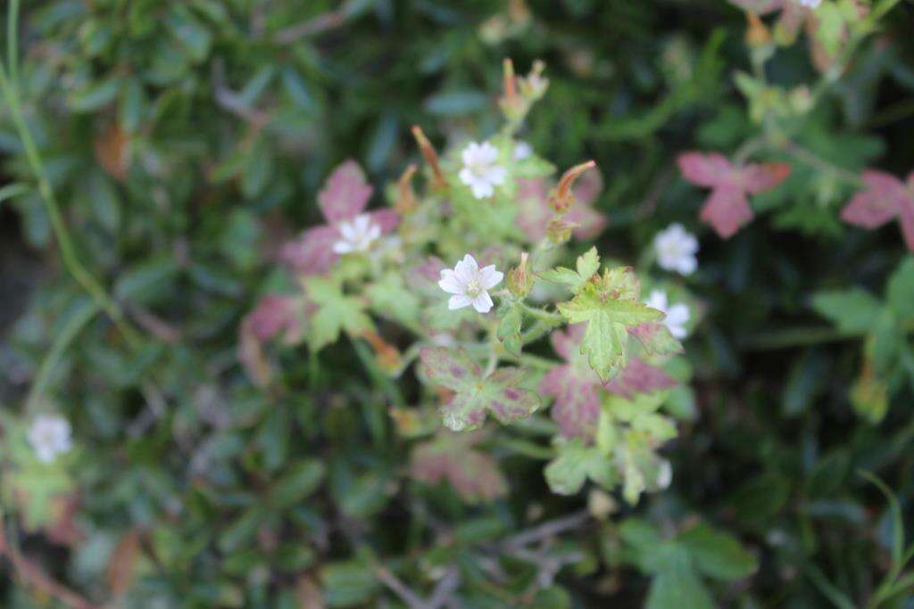 Imagem de Geranium potosinum H. E. Moore