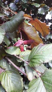 Imagem de Corylus maxima Mill.