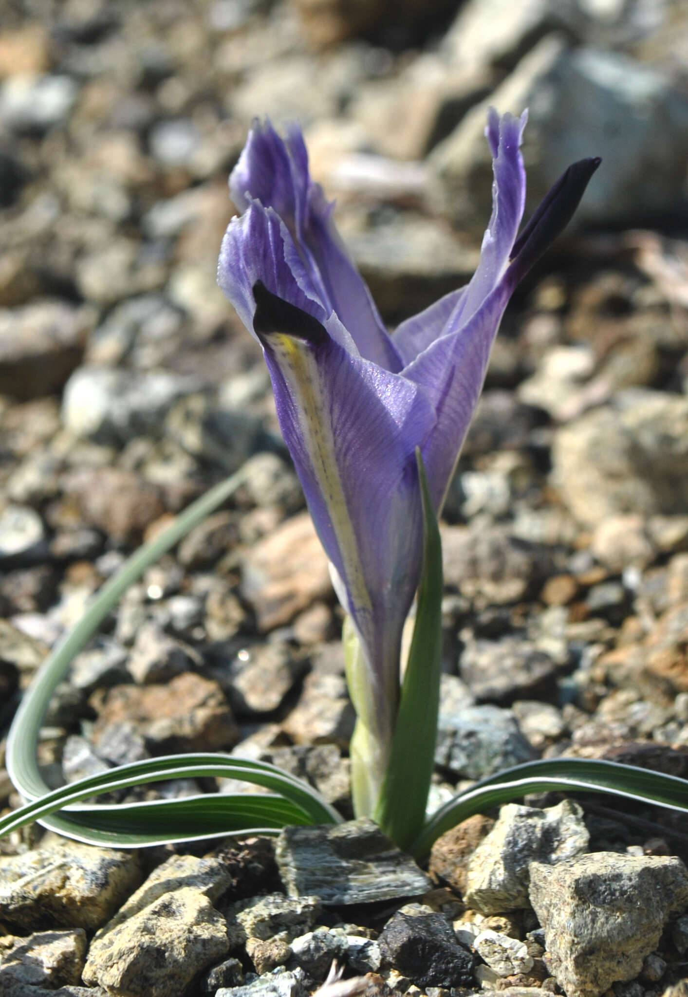 Image of Iris stenophylla Hausskn. ex Baker