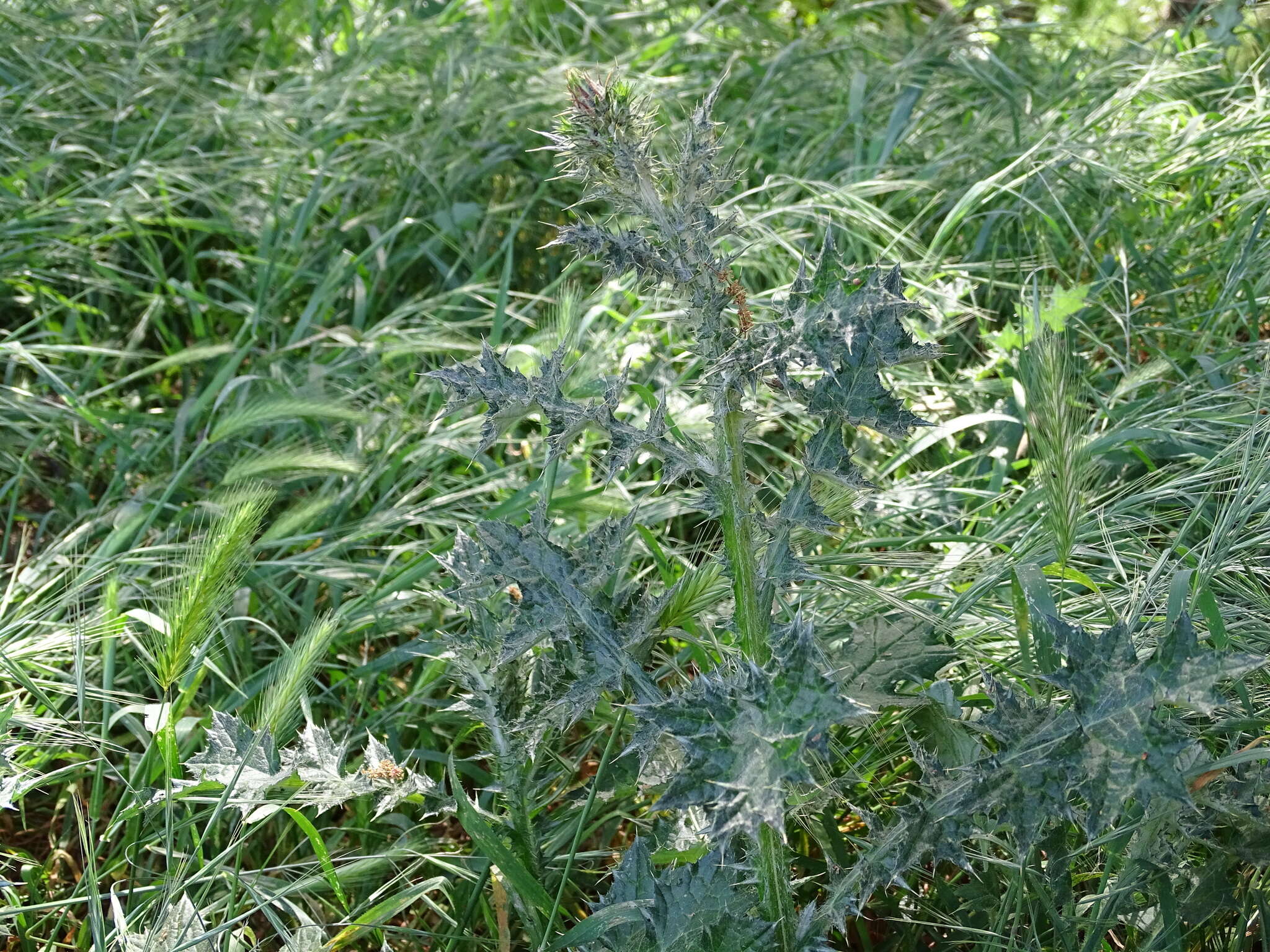 Image of Italian plumeless thistle