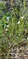 Image of lesser rushy milkvetch