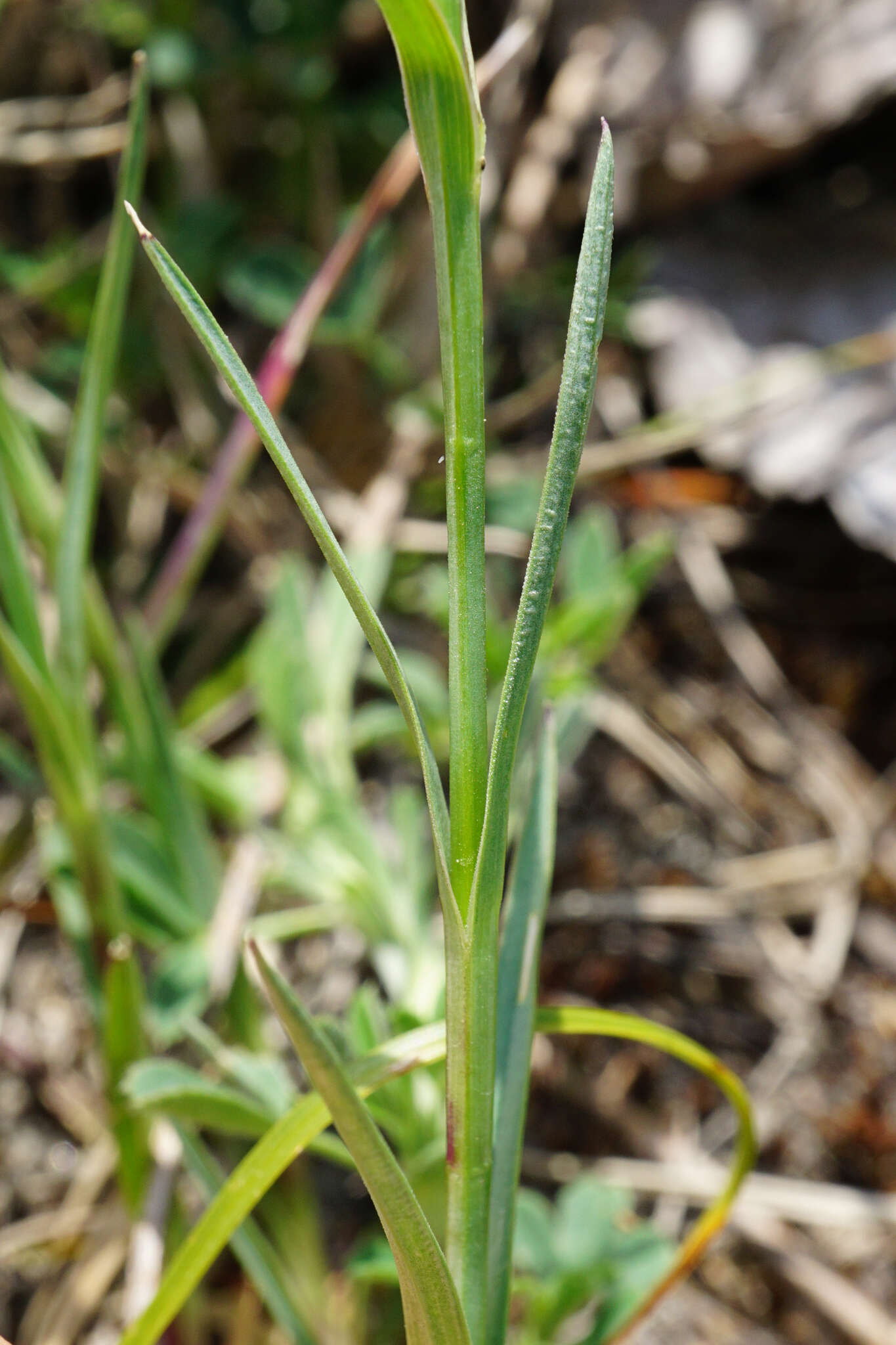 Dianthus pontederae A. Kerner的圖片