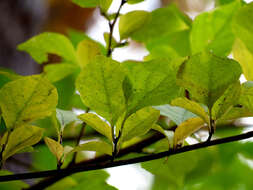 Image of Japanese snowbell