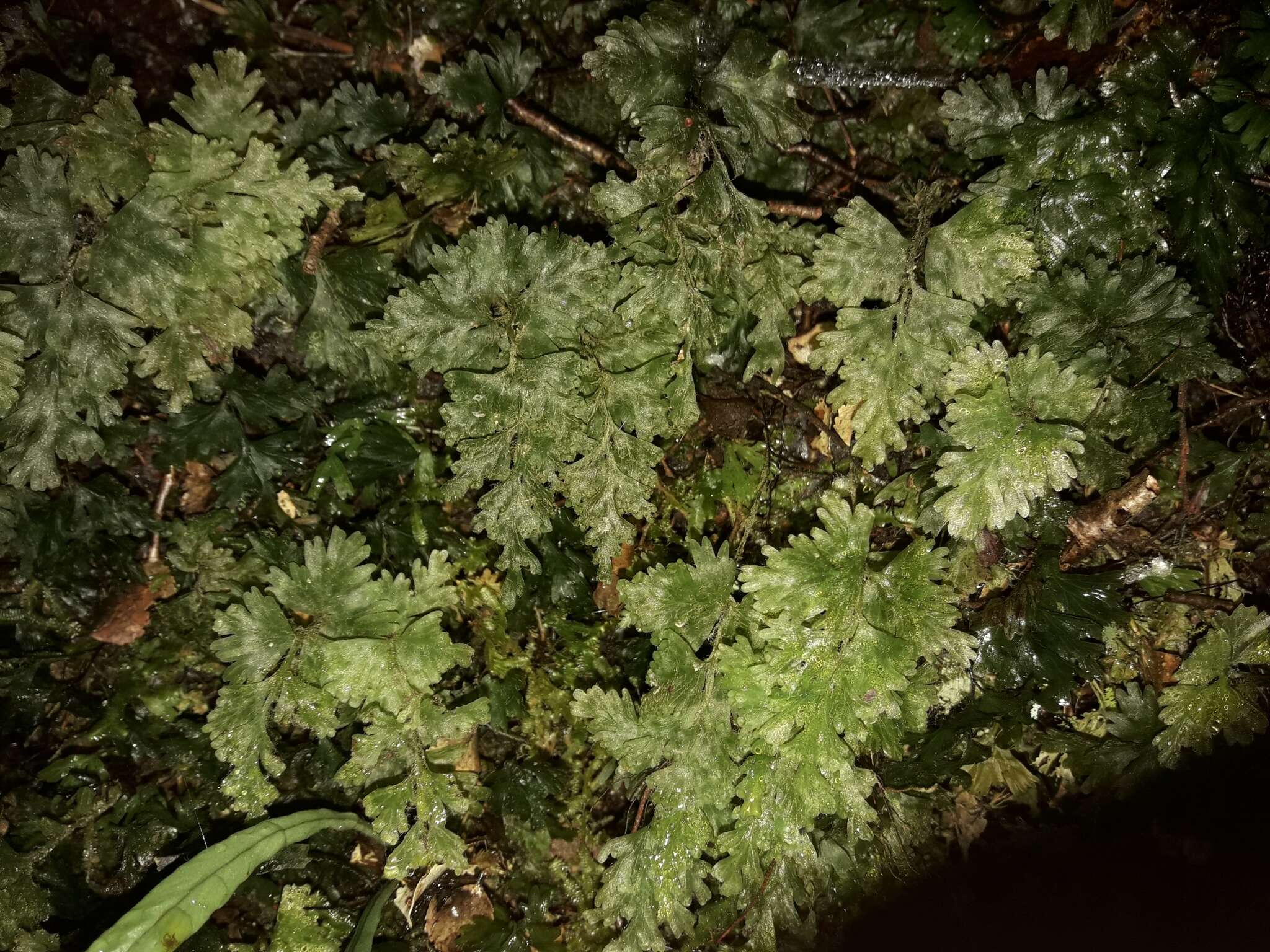 Plancia ëd Hymenophyllum rufescens Kirk