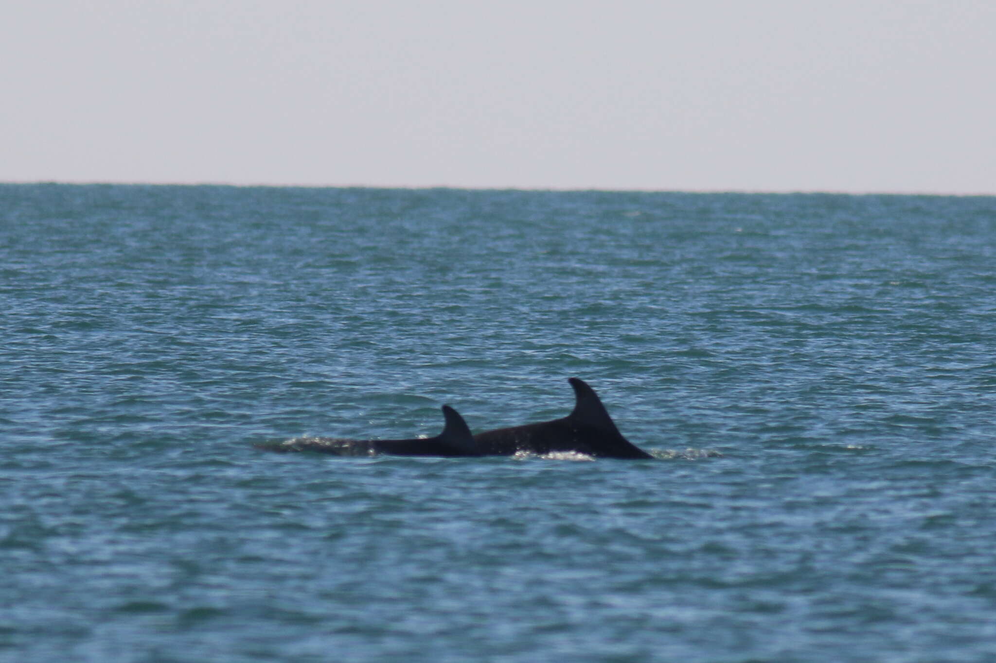 Image of Black Sea bottlenose dolphin