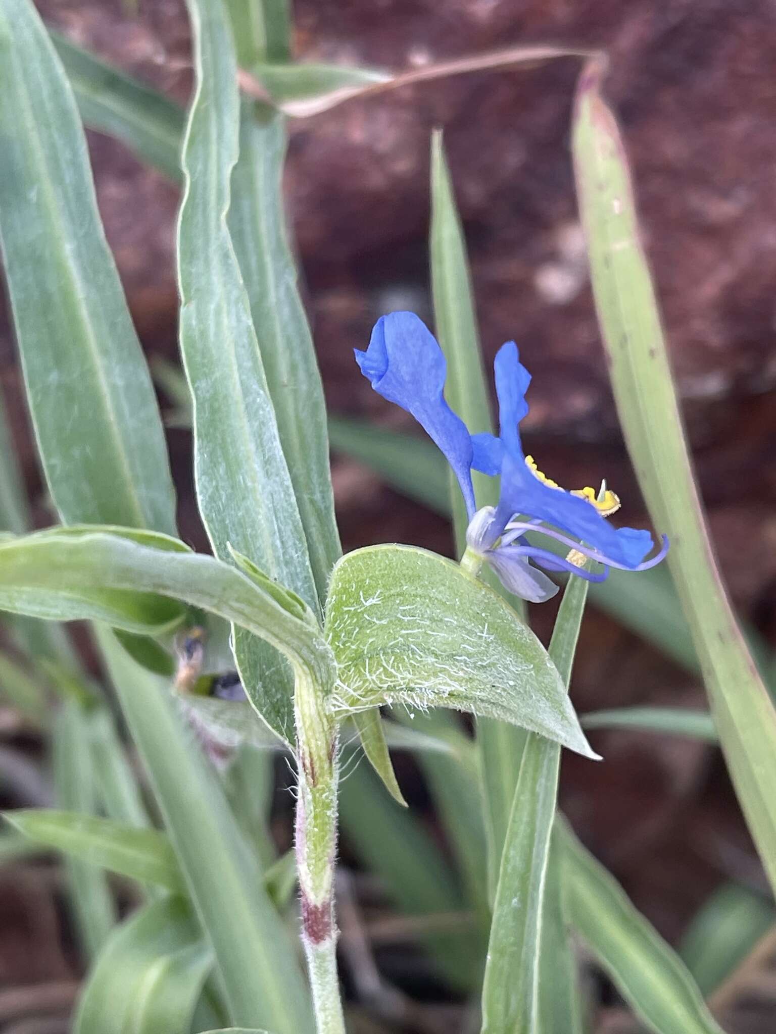 Image of Commelina modesta Oberm.