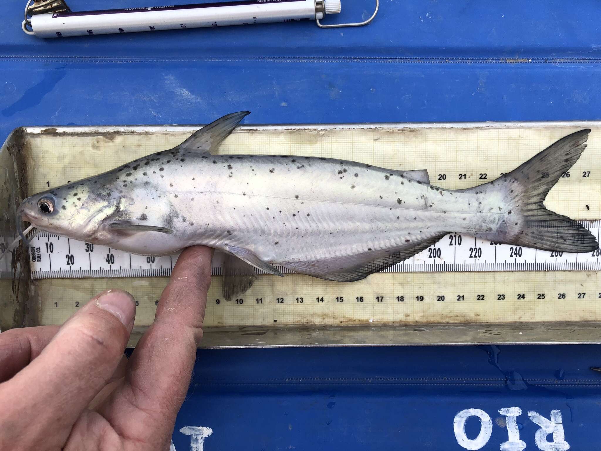 Image of Blue catfish