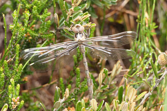 Image of Telephlebia brevicauda Tillyard 1916