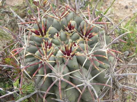 Image of Sclerocactus uncinatus subsp. crassihamatus (F. A. C. Weber) N. P. Taylor