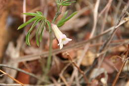 Image of Adenia wilmsii Harms