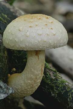 Imagem de Hemipholiota heteroclita (Fr.) Bon 1986