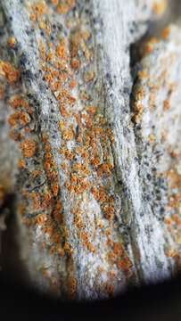 صورة Caloplaca ferruginea (Huds.) Th. Fr.