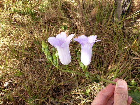 Image of Calolisianthus