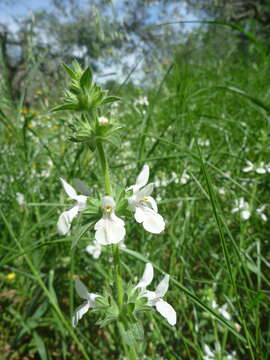 Image of Stachys spinulosa Sm.