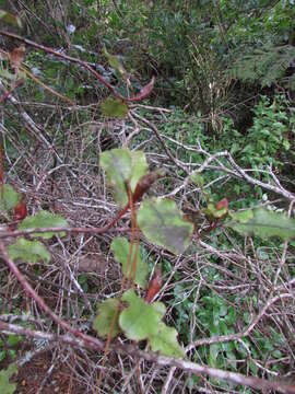 Image of Myrsine australis (A. Rich.) Allan