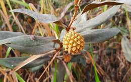 Image of Duguetia furfuracea (A. St.-Hil.) Saff.