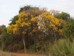 Image of Handroanthus ochraceus subsp. ochraceus