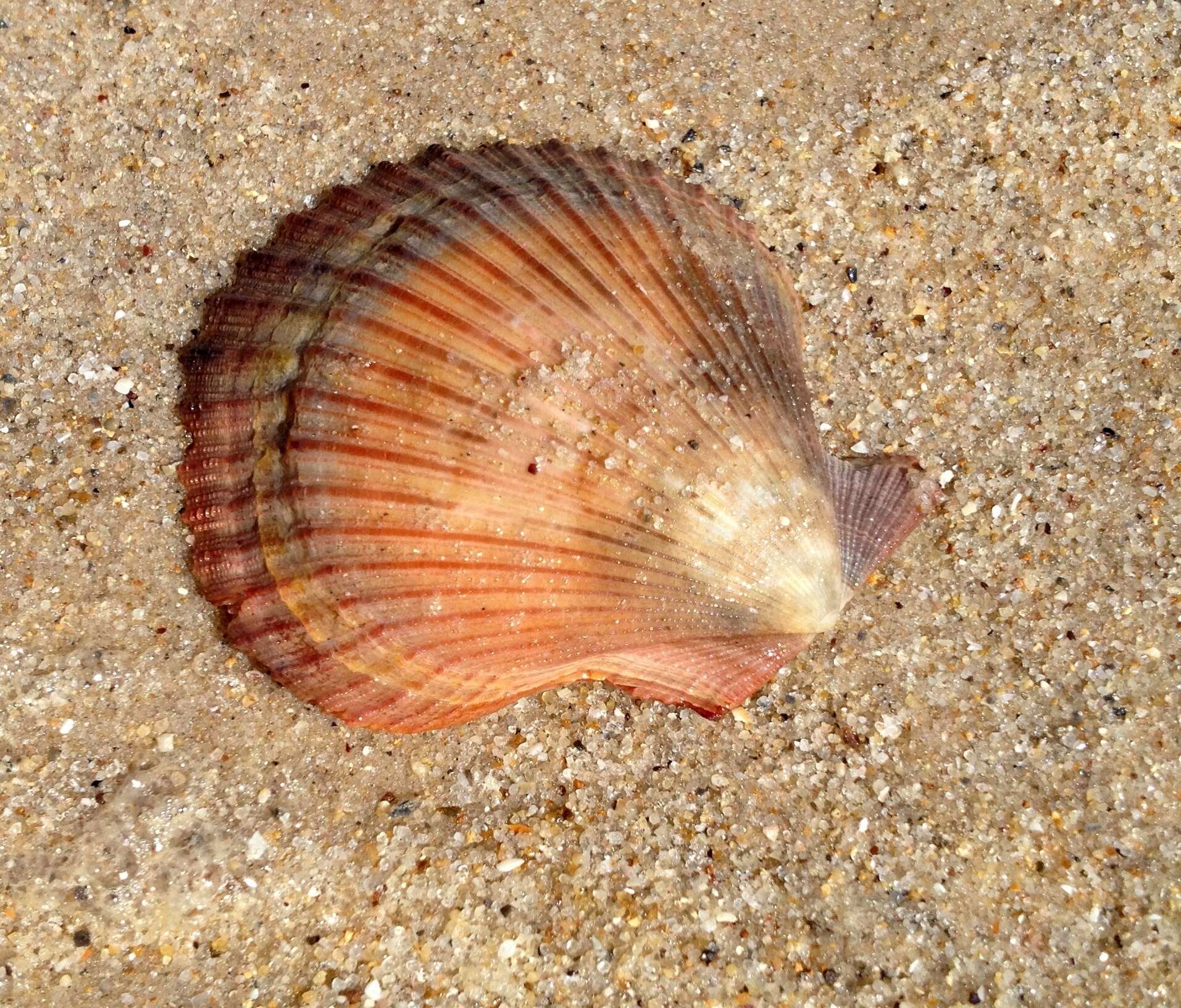 Image of austral scallop