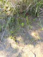 Image of Comb-Leaf Mermaidweed