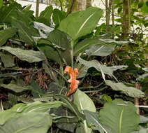 Image of Dieffenbachia oerstedii Schott