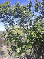 صورة Lonicera arborea Boiss.