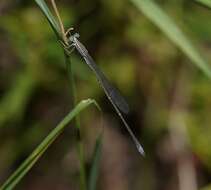 Image of Rhadinosticta simplex (Martin 1901)