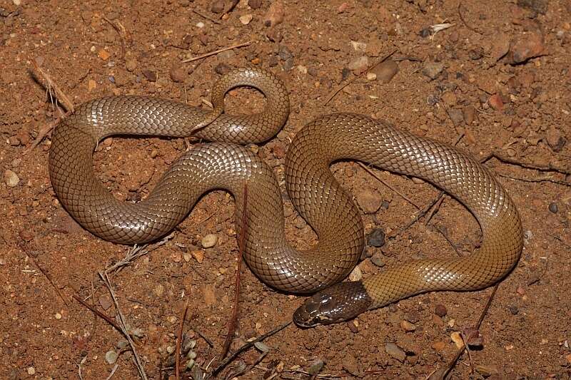 Image of Curl snake