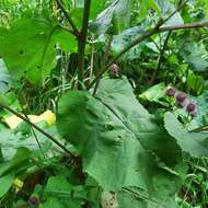 Image of Arctium ambiguum (Celak.) Nym.