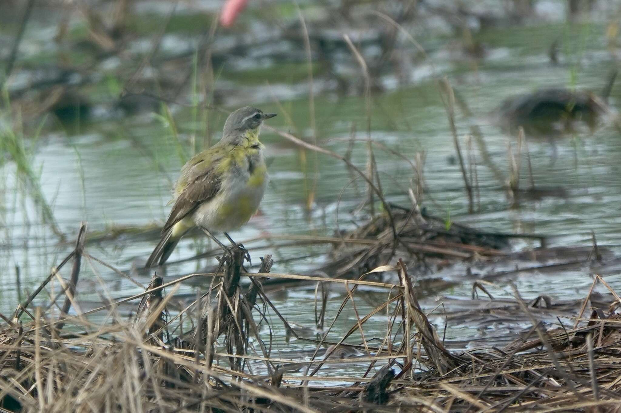 Image of Motacilla tschutschensis tschutschensis Gmelin & JF 1789