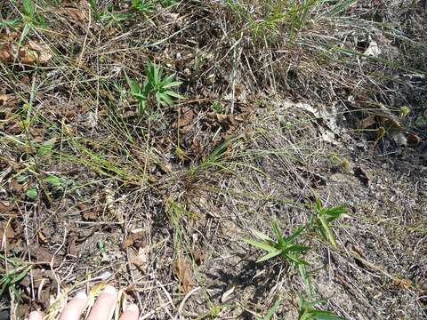 Image of Great Plains flatsedge