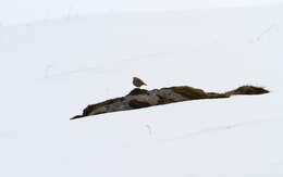 Image of Rosy Pipit