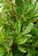 Imagem de Coprosma dodonaeifolia W. R. B. Oliv.