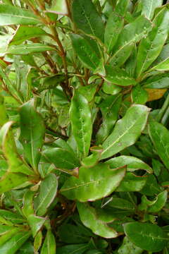 Imagem de Coprosma dodonaeifolia W. R. B. Oliv.