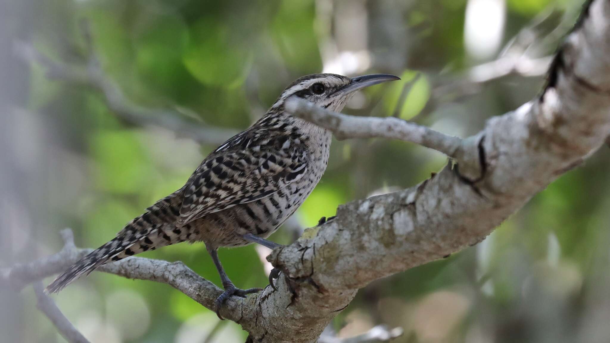 Image of Yucatan Wren