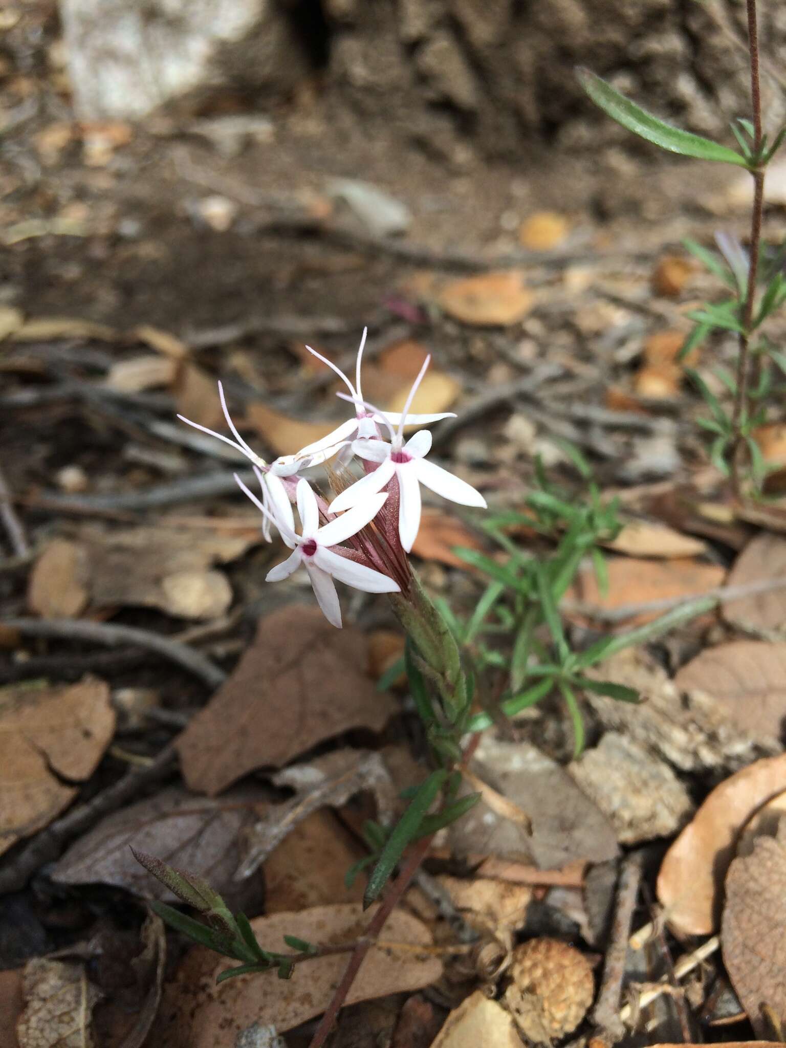 Image of Bigelow's bristlehead