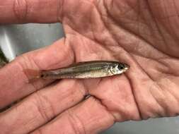 Image of Bullhead Minnow