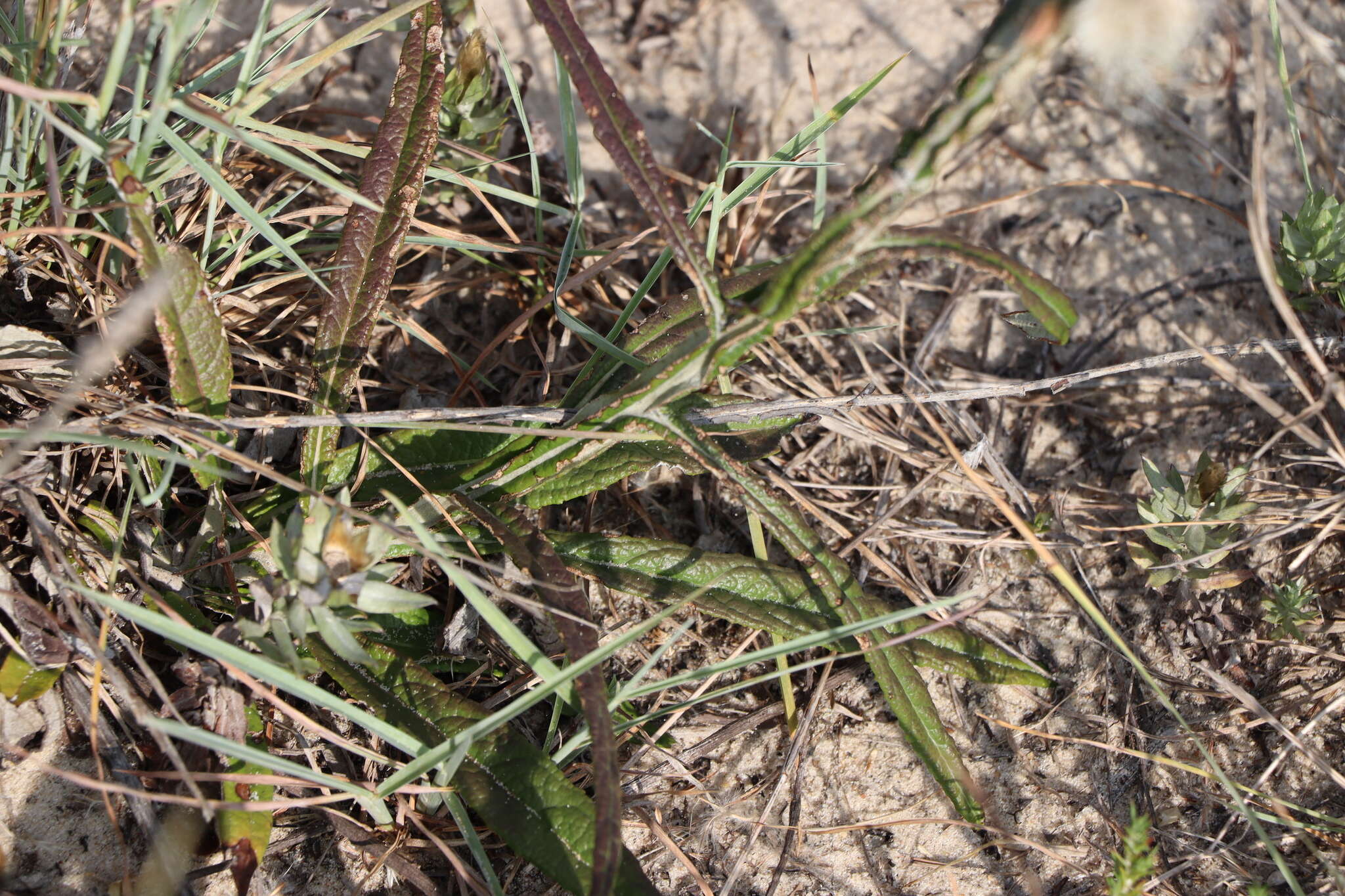 Image of Pterocaulon lorentzii Malme