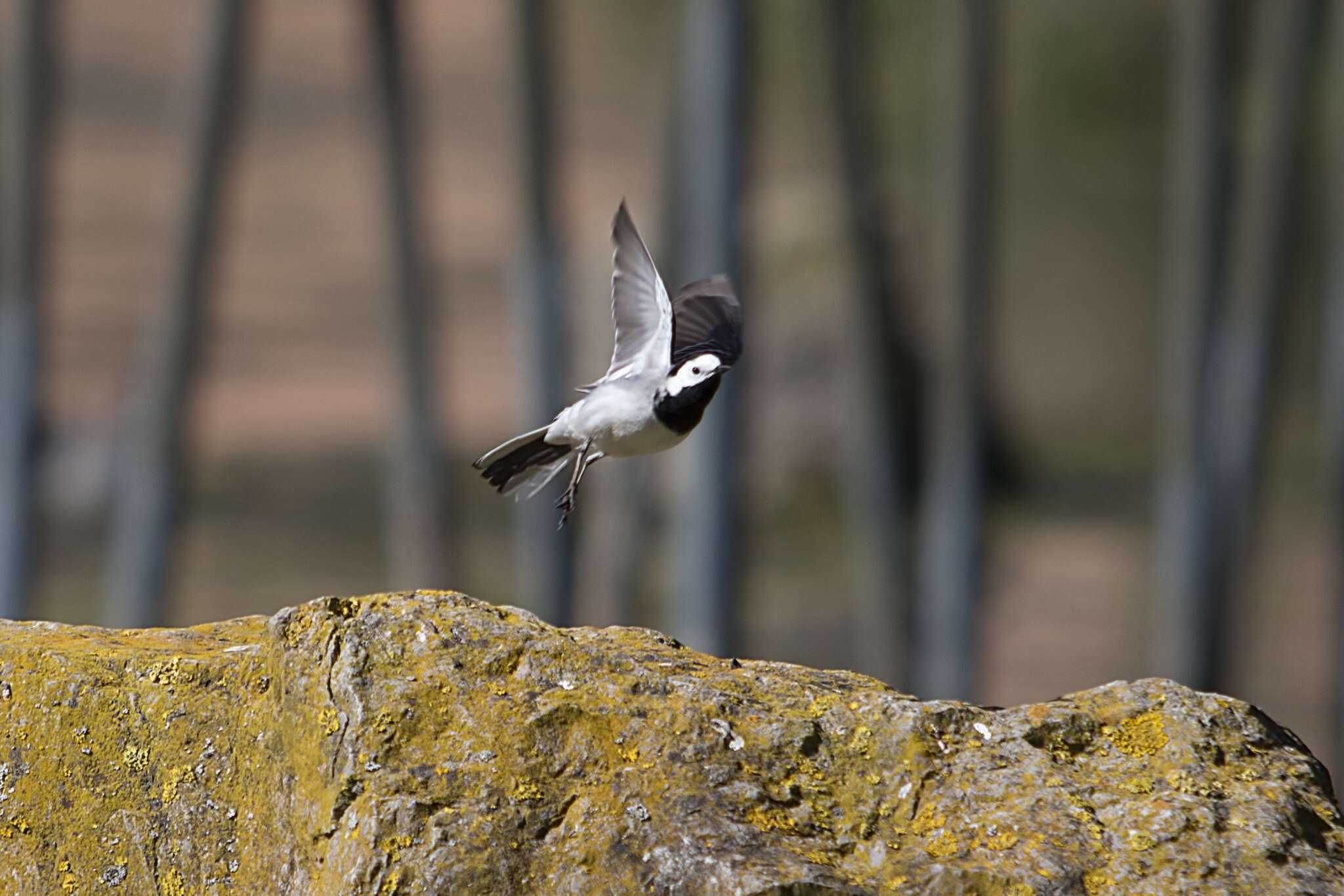 Image of Pied Wagtail and White Wagtail